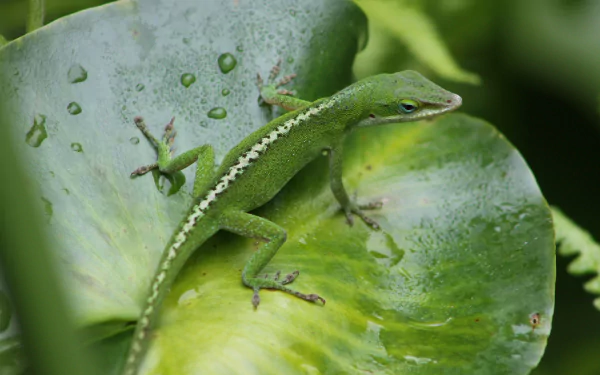  Carolina anole on a Lily Pad by ThePalm52