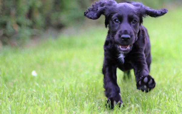 A black cocker spaniel puppy joyfully running through green grass, captured in sharp detail for a 4K Ultra HD desktop wallpaper.