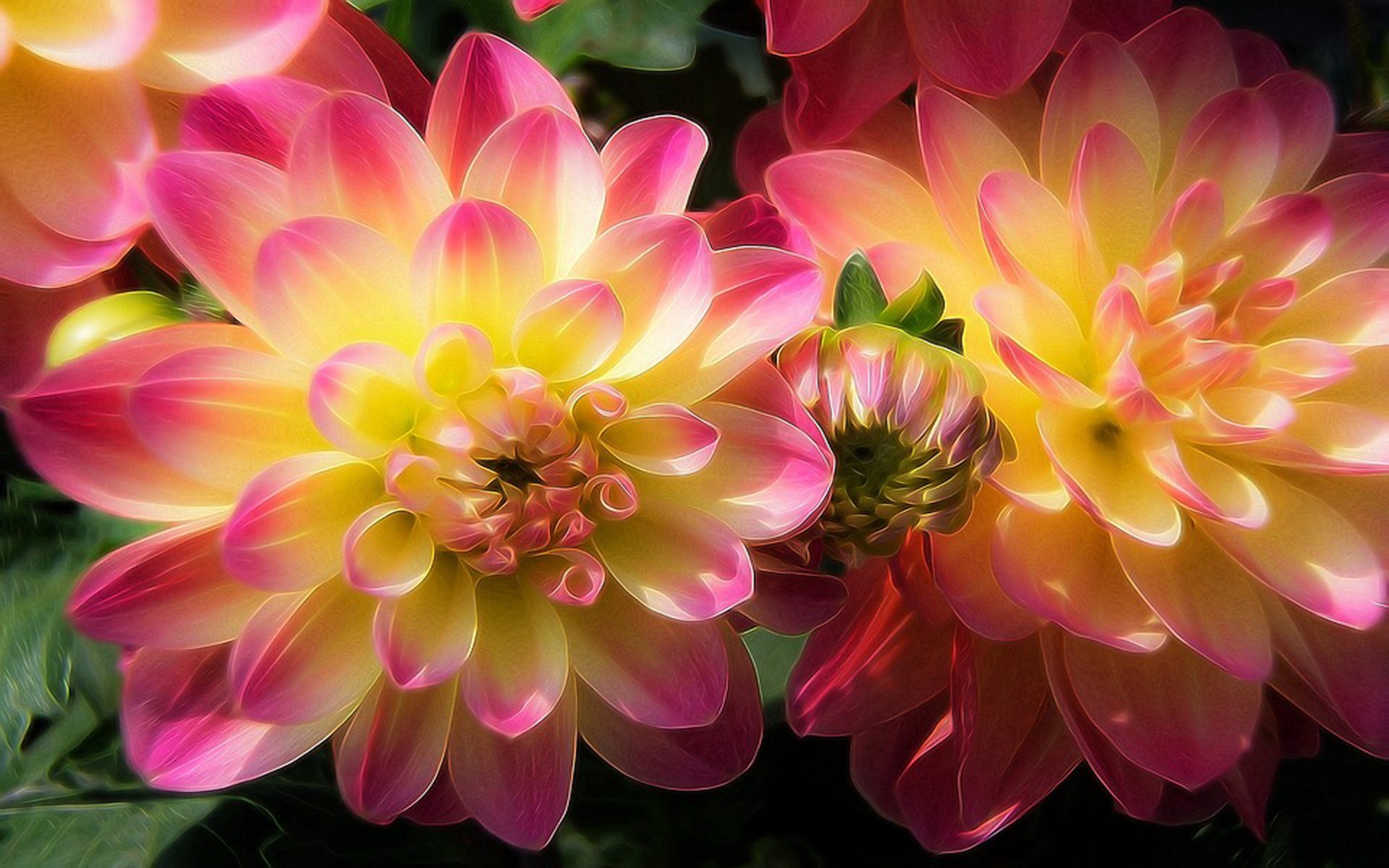 Pink Dahlias by Thomas Wolter