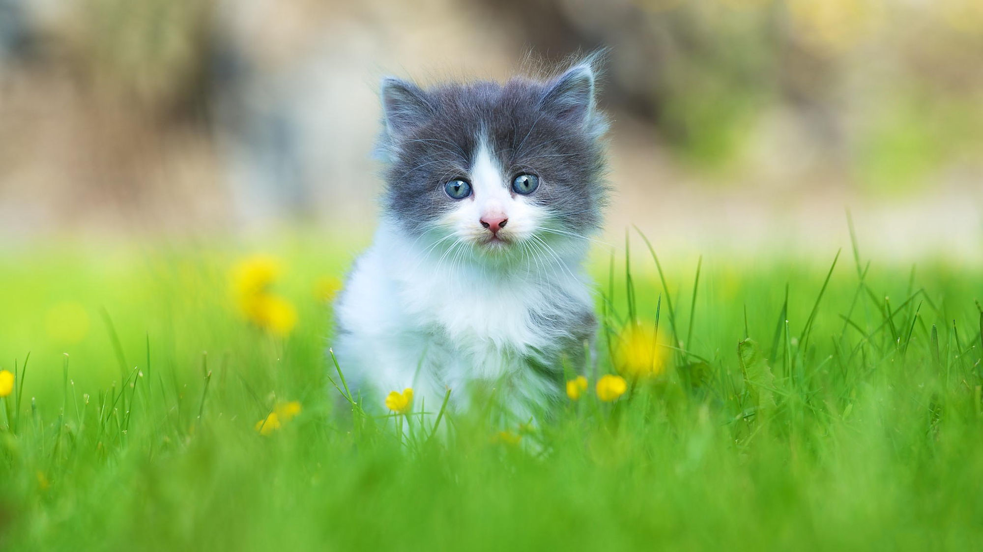 Cute Kitten In Grass HD Wallpaper