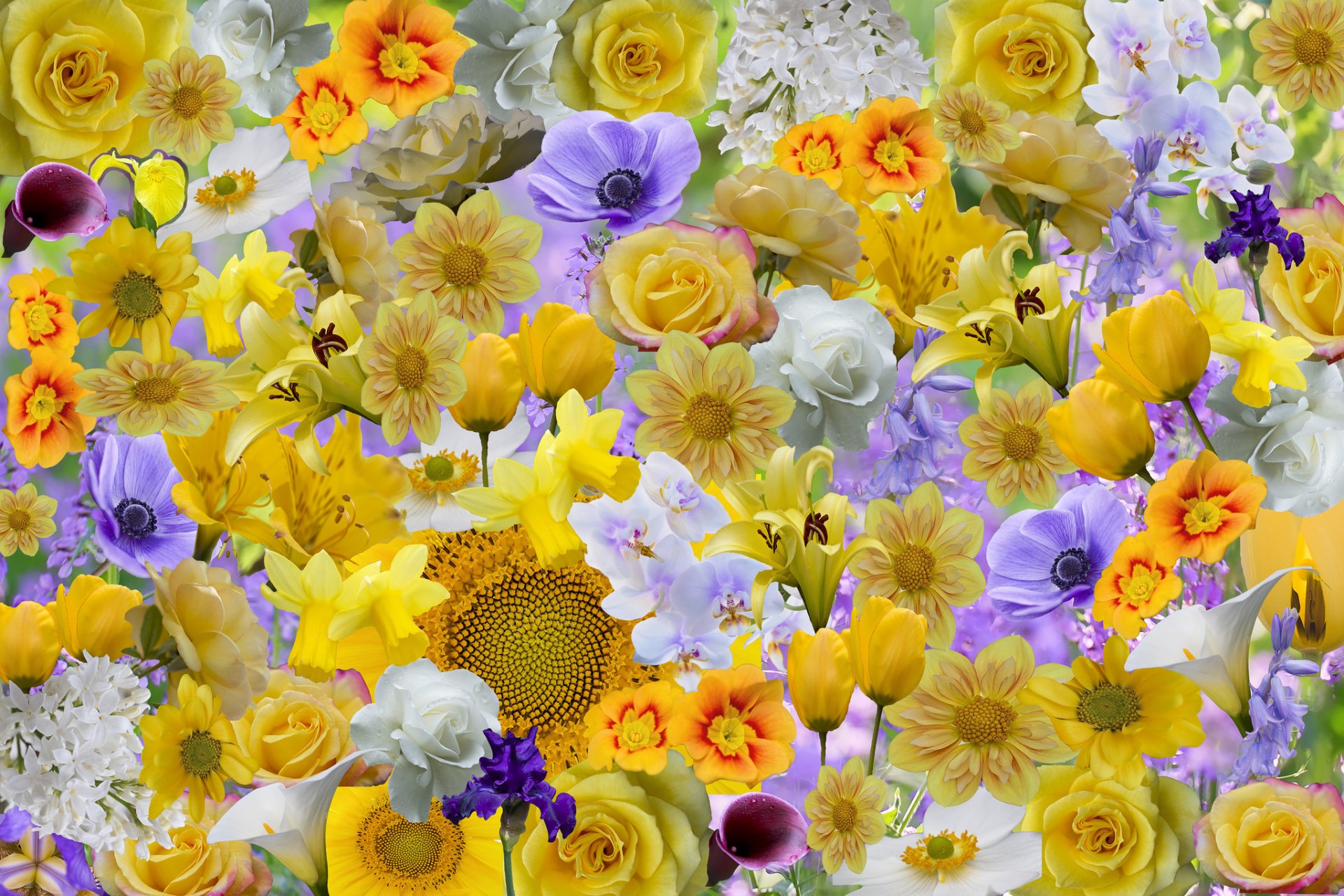 A vibrant HD desktop wallpaper featuring a colorful array of purple, white, and yellow flowers in full bloom, showcasing the beauty of nature.