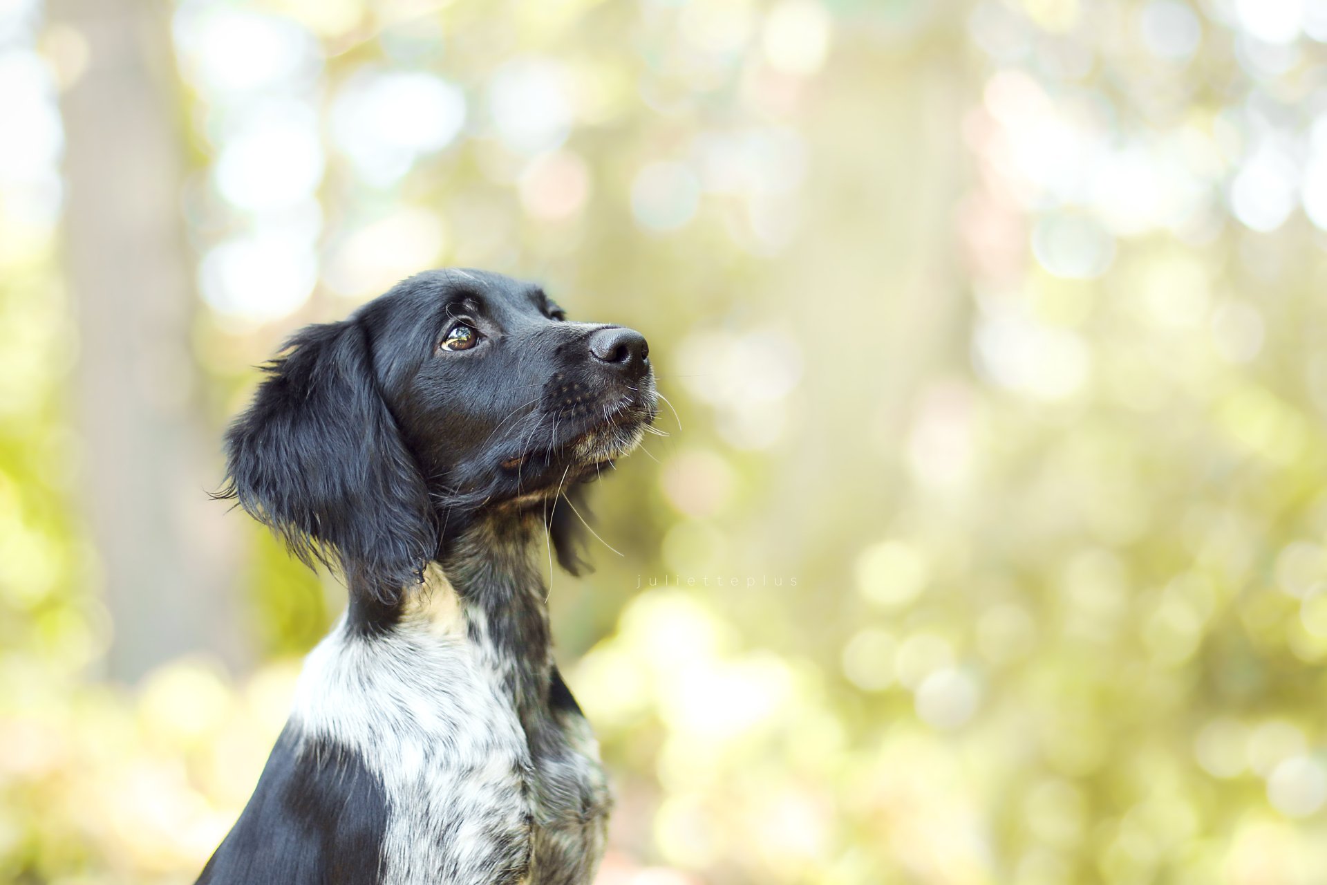 Download Muzzle Bokeh Dog Animal Spaniel 4k Ultra HD Wallpaper