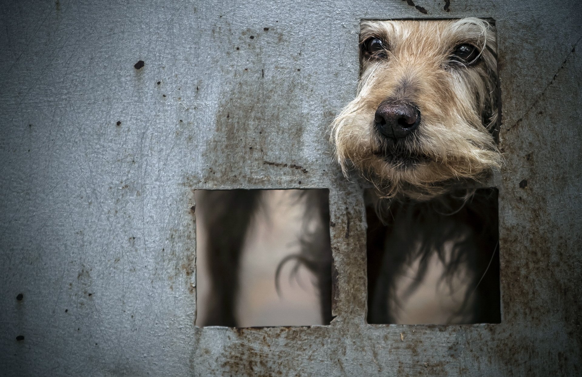 HD desktop wallpaper showing a dog's muzzle peeking through square holes in a worn metal surface, capturing an expressive and curious animal moment.