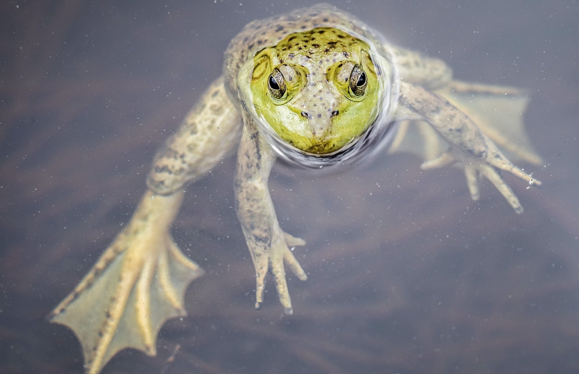 Download Animal Frog HD Wallpaper | 2048x1323 | Wallpaper Abyss