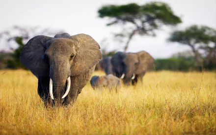 Africa Animal African bush elephant HD Desktop Wallpaper | Background Image