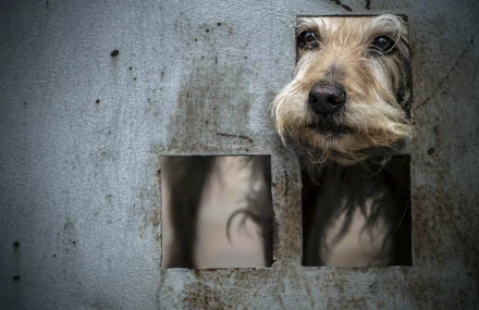 HD desktop wallpaper showing a dog's muzzle peeking through square holes in a worn metal surface, capturing an expressive and curious animal moment.