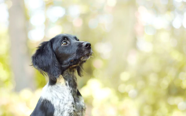 muzzle bokeh dog Animal spaniel HD Desktop Wallpaper | Background Image