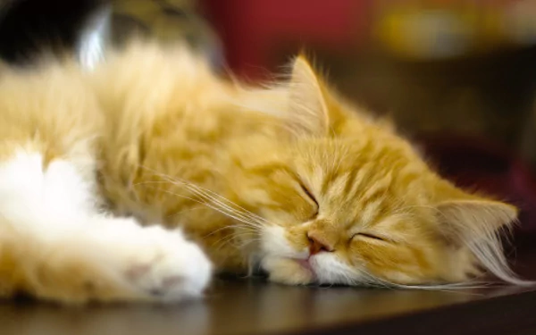 sleeping cat Animal persian cat HD Desktop Wallpaper | Background Image