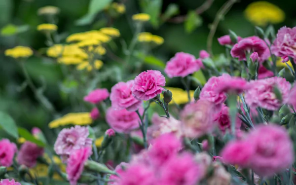 Close-up of pink carnation blooms with yellow wildflowers in a lush nature scene — vibrant HD PC desktop wallpaper background.