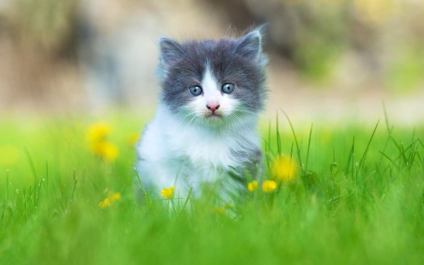 Animal Cat Cats Kitten Cute Grass HD Wallpaper | Background Image