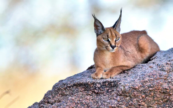 HD desktop wallpaper featuring a majestic caracal resting on a rocky surface with a softly blurred natural background.