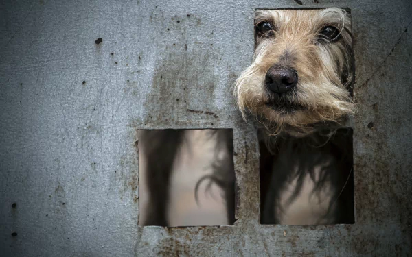 muzzle Animal dog HD Desktop Wallpaper | Background Image