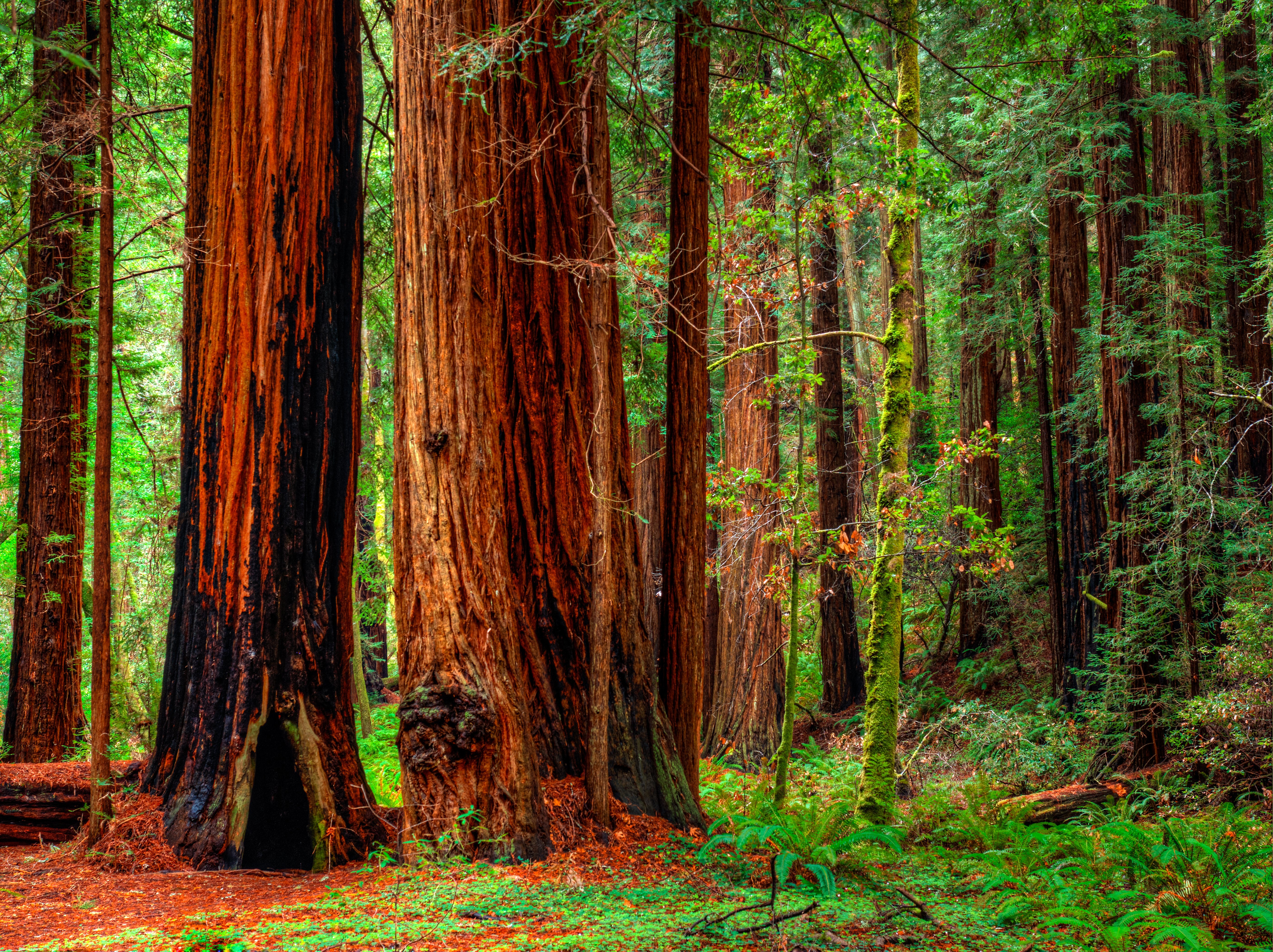 Redwood Forest 5k Retina Ultra HD Wallpaper | Background ...