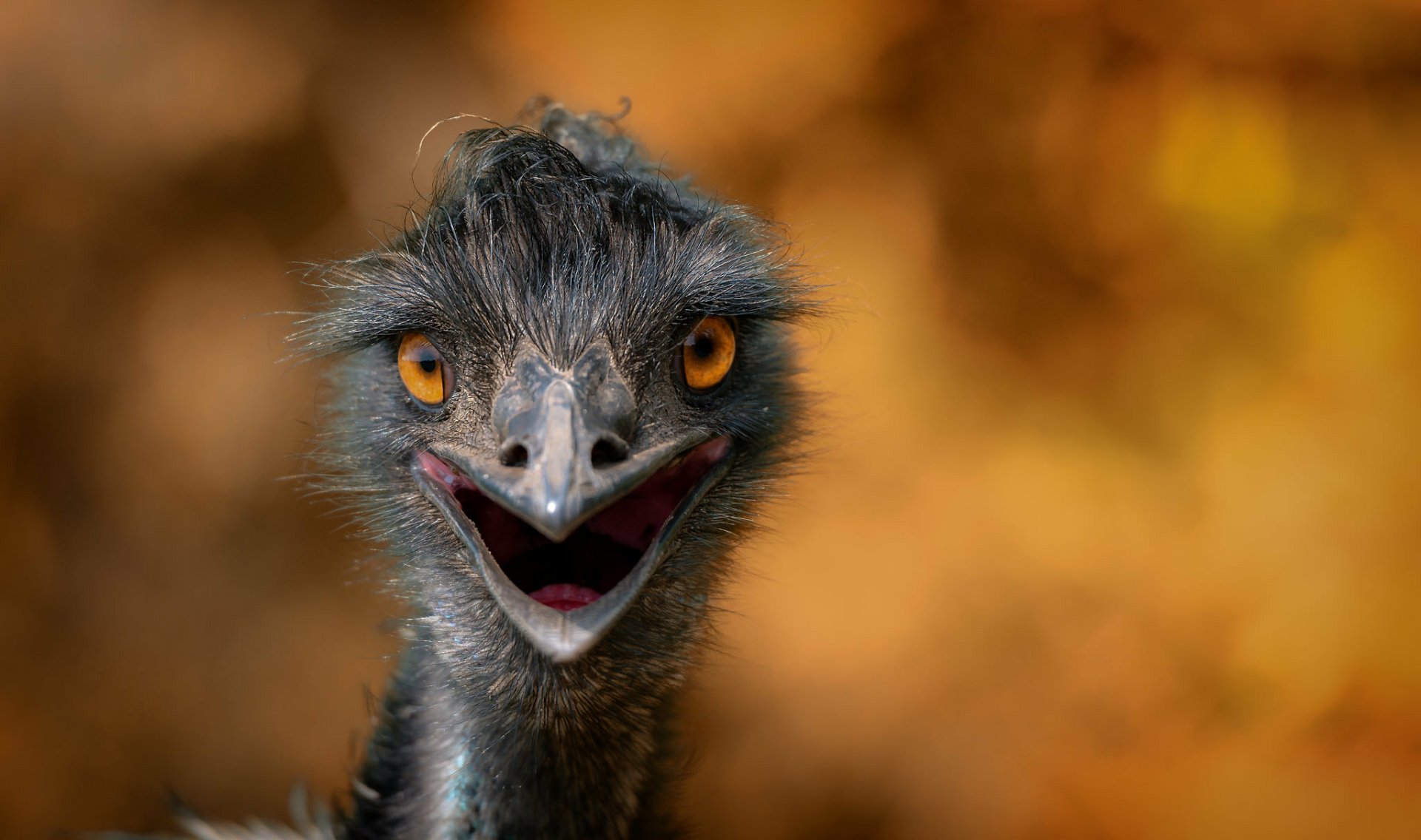 Download Bokeh Animal Emu HD Wallpaper