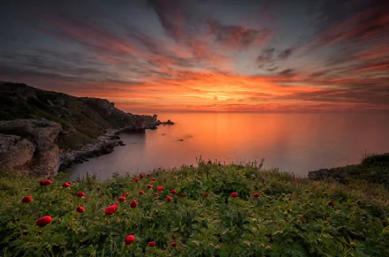A vibrant sunset paints the sky in hues of orange and pink, framing a serene coastline dotted with red peonies, overlooking the calm ocean waters.