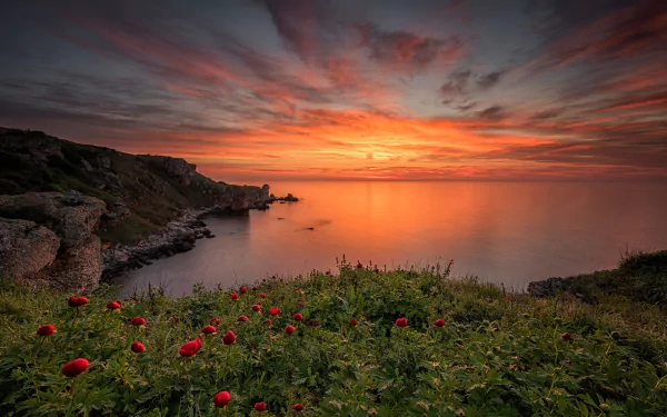 A vibrant sunset paints the sky in hues of orange and pink, framing a serene coastline dotted with red peonies, overlooking the calm ocean waters.