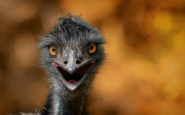 bokeh Animal emu HD Desktop Wallpaper | Background Image