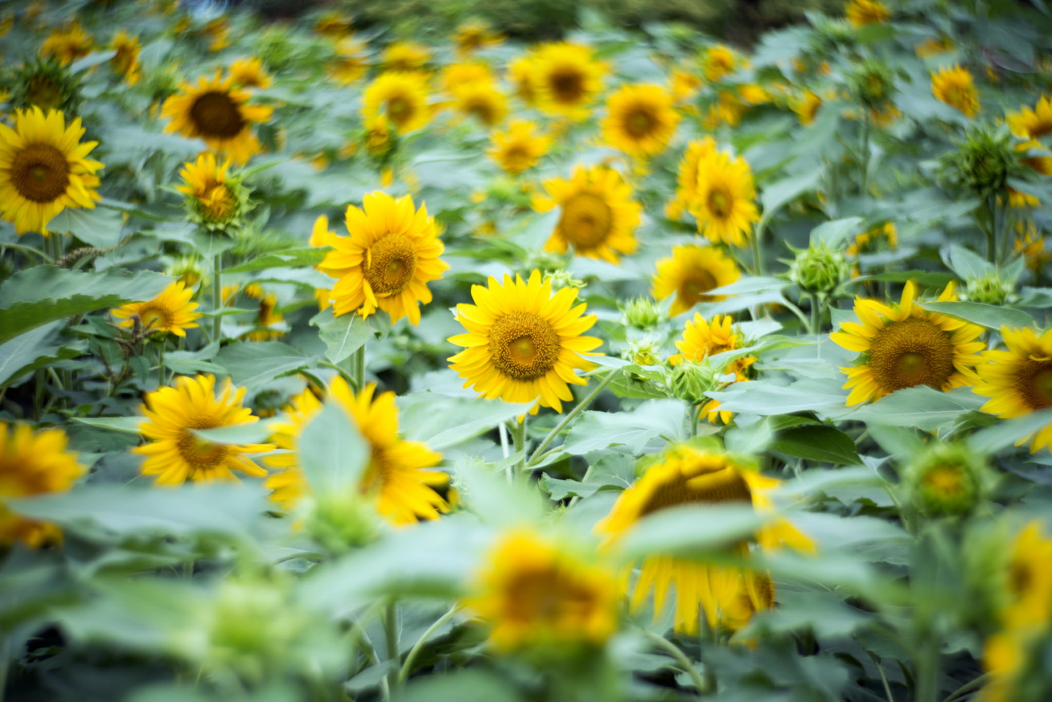 Подсолнух zxc обои. Лето Подсолнухи. Картинки лето Подсолнухи. Sunflower фон. Фото цветов в природе Подсолнухи