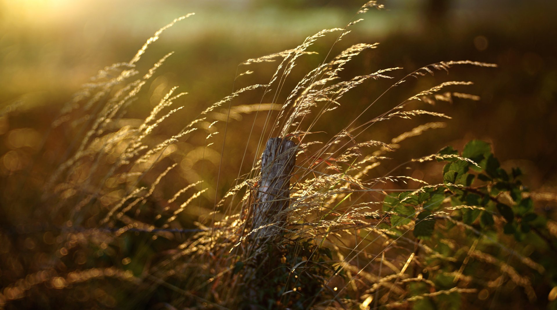 Sunlit bokeh scene of golden grasses and a small plant near a weathered fence post — HD PC desktop wallpaper and nature background.
