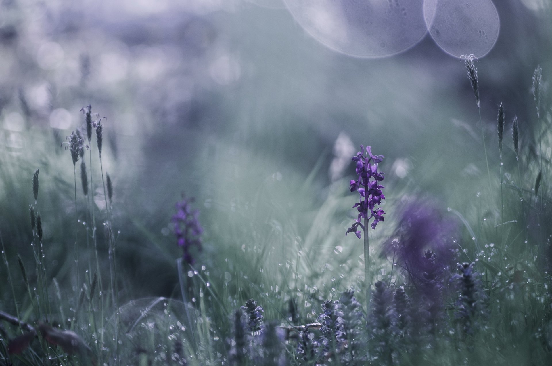 Close-up of dewy purple wildflower in a blurred, dreamy nature scene — soft bokeh and grass; 2K Quad HD PC desktop wallpaper/background.
