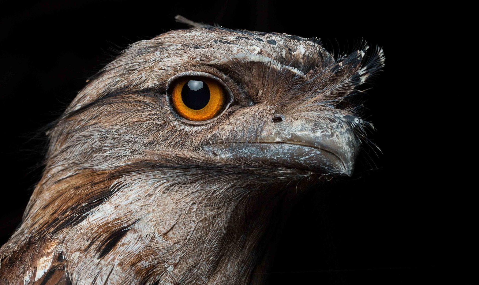Close-up HD desktop wallpaper of a bird with striking amber eyes against a dark background, highlighting detailed feathers and sharp features.