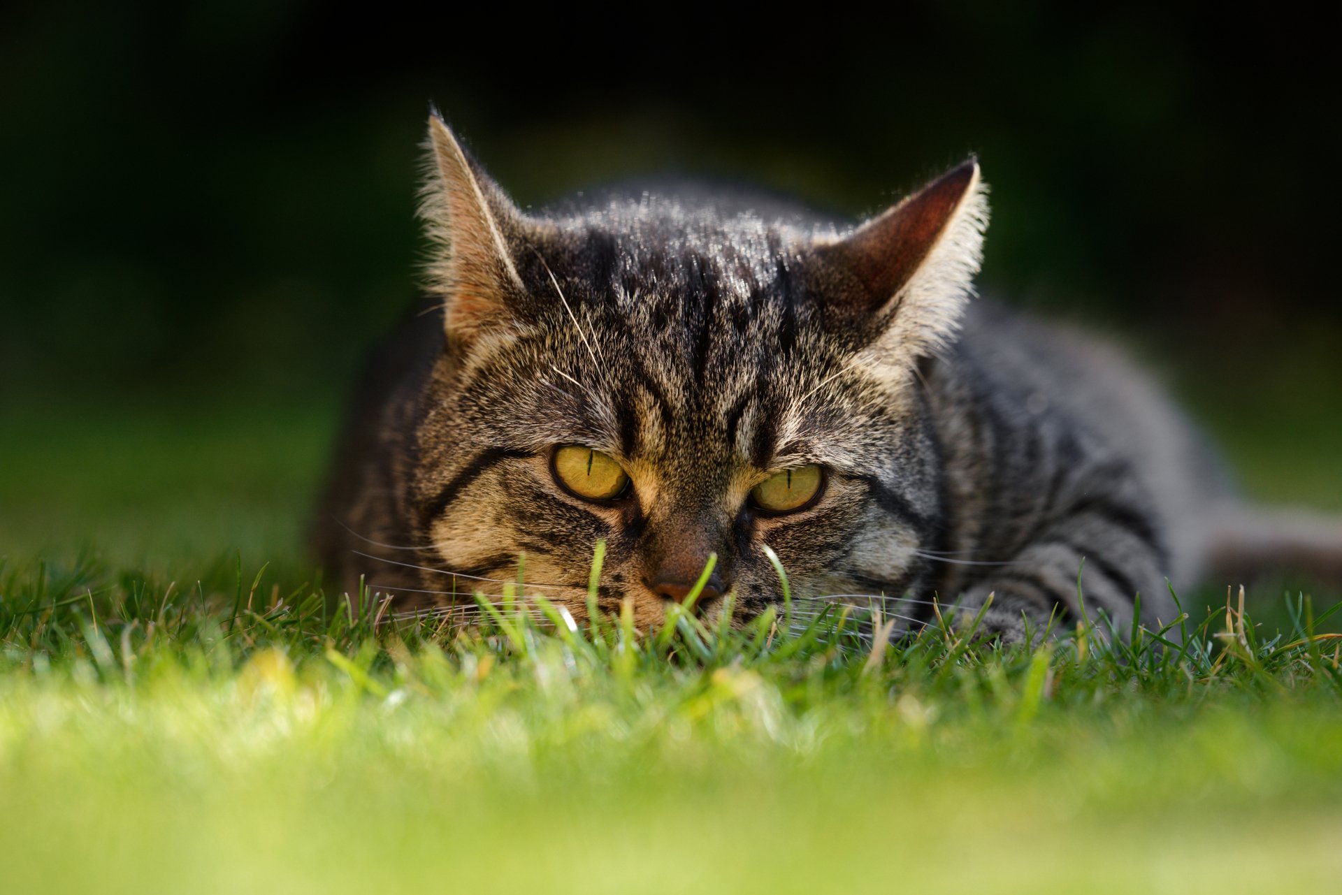 A sharp 4K Ultra HD desktop wallpaper of a tabby cat staring intently while crouched in green grass.