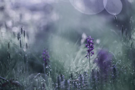 Close-up of dewy purple wildflower in a blurred, dreamy nature scene — soft bokeh and grass; 2K Quad HD PC desktop wallpaper/background.
