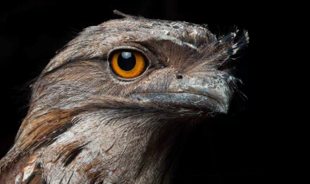 Close-up HD desktop wallpaper of a bird with striking amber eyes against a dark background, highlighting detailed feathers and sharp features.