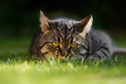 A sharp 4K Ultra HD desktop wallpaper of a tabby cat staring intently while crouched in green grass.