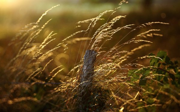Nature Plant Sunny Bokeh HD Wallpaper | Background Image