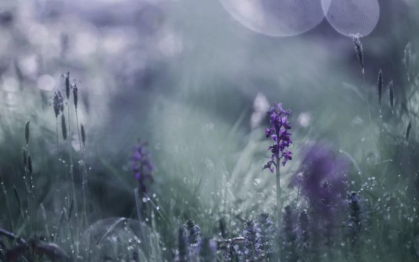 Close-up of dewy purple wildflower in a blurred, dreamy nature scene — soft bokeh and grass; 2K Quad HD PC desktop wallpaper/background.