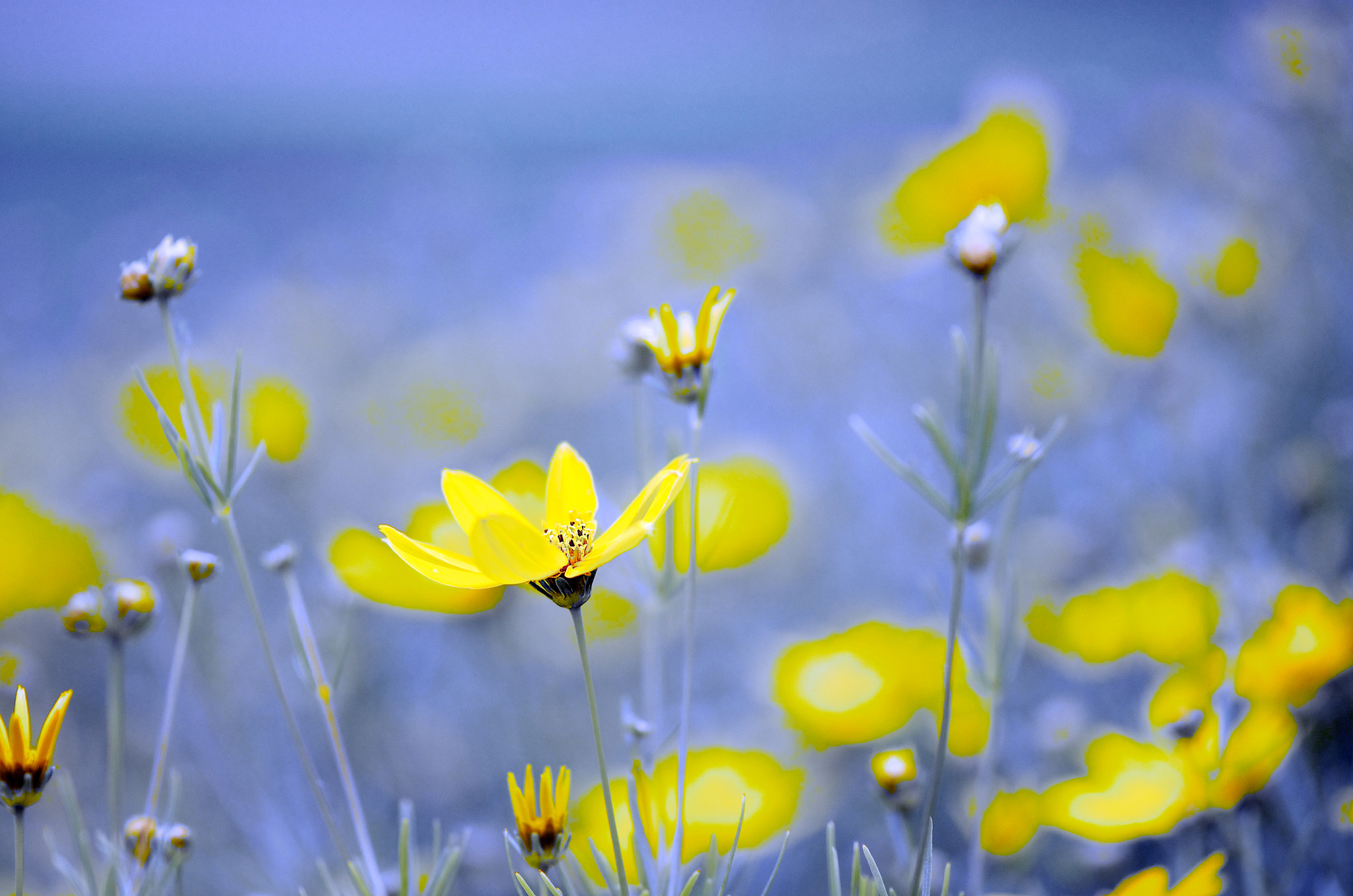Download Yellow Flower Nature Flower HD Wallpaper