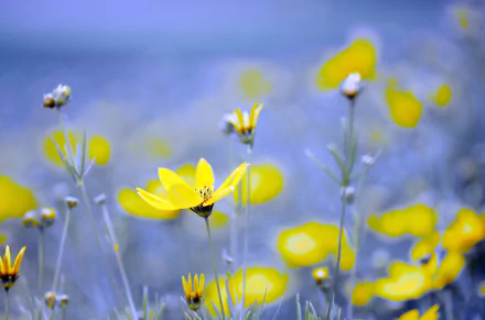 yellow flower nature flower HD Desktop Wallpaper | Background Image