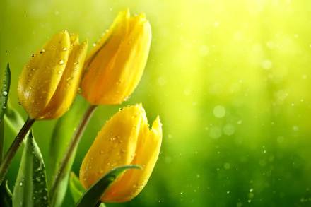 A close-up of vibrant yellow tulips adorned with water droplets, set against a soft bokeh background of greenery, creating a serene nature scene in 4K Ultra HD.