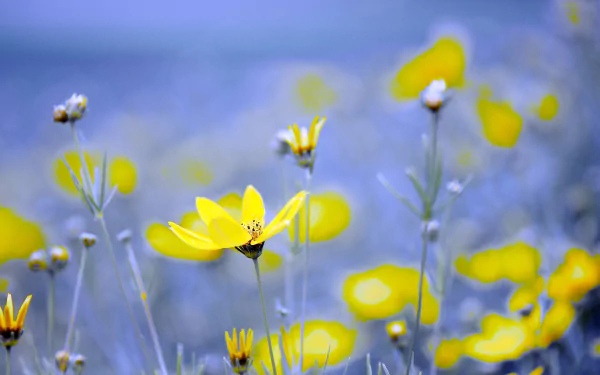 yellow flower nature flower HD Desktop Wallpaper | Background Image