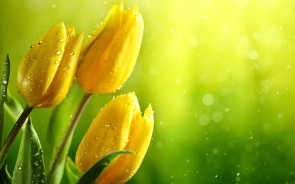 A close-up of vibrant yellow tulips adorned with water droplets, set against a soft bokeh background of greenery, creating a serene nature scene in 4K Ultra HD.