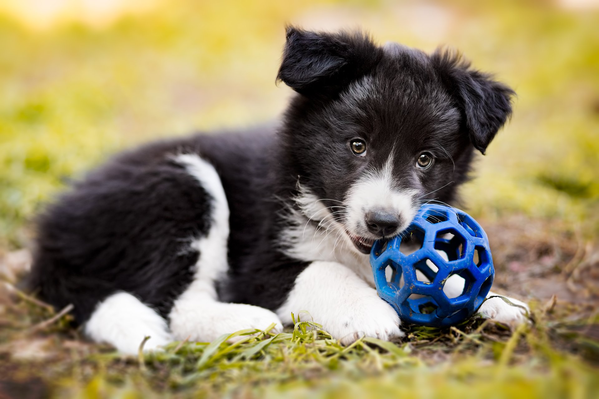 Cute Border Collie pup playing ball HD Wallpaper