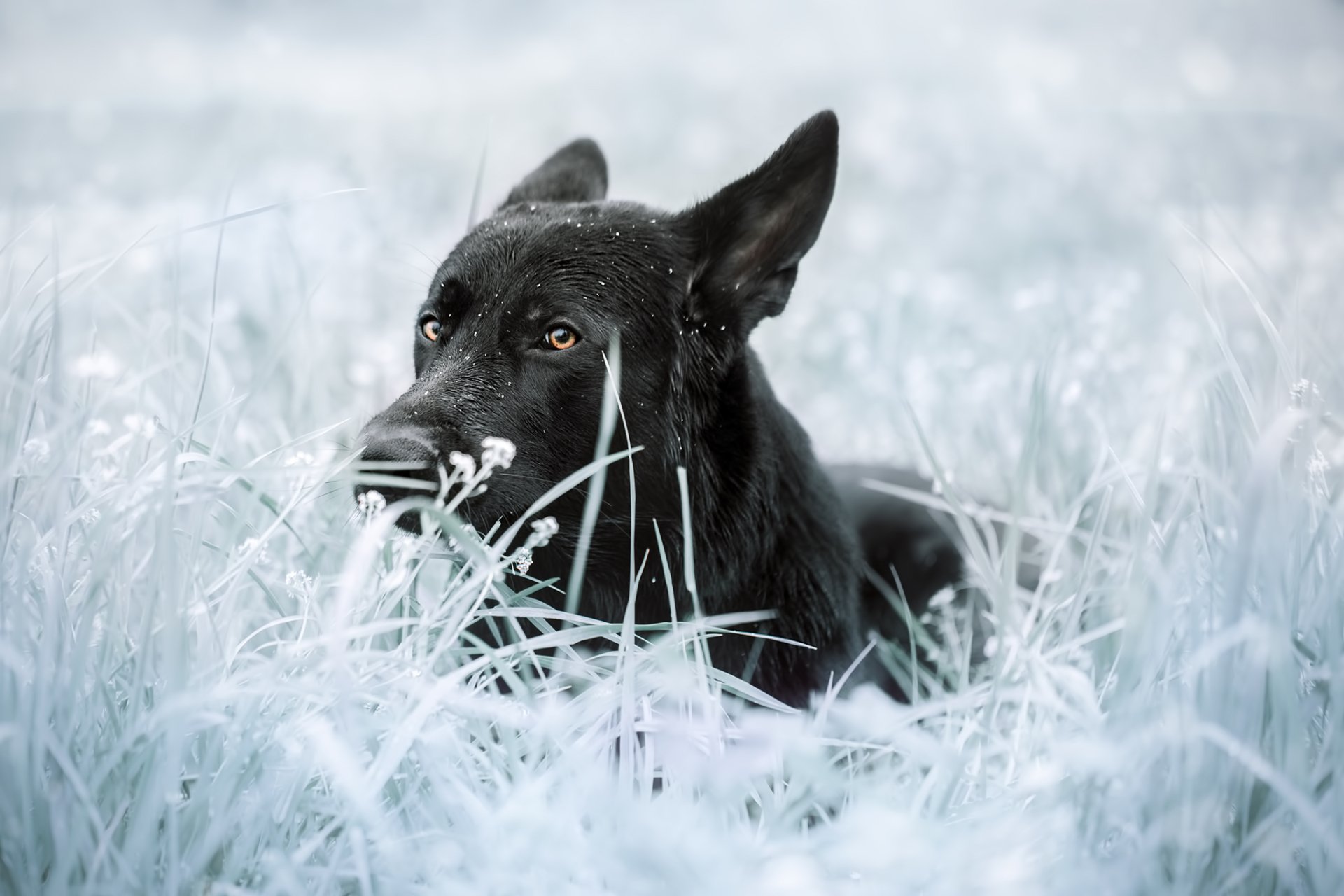 HD desktop wallpaper featuring a black German Shepherd dog lying in a frosty, pale blue field, blending with the cool-toned natural background.