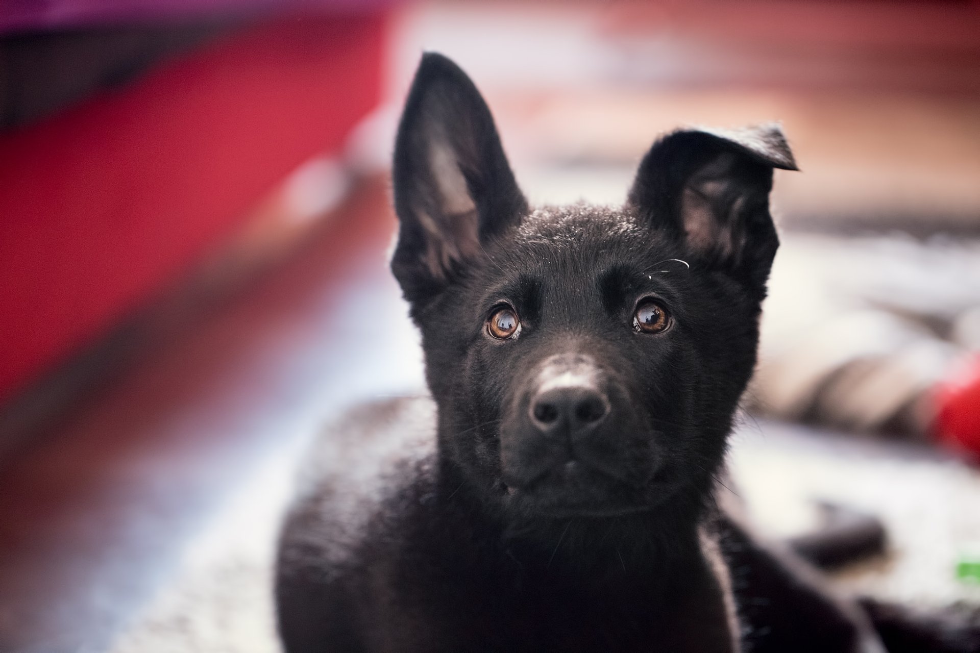 Close-up of a black German Shepherd puppy with a focused expression, captured in high definition as a desktop wallpaper background.