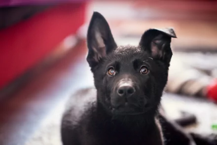 Close-up of a black German Shepherd puppy with a focused expression, captured in high definition as a desktop wallpaper background.