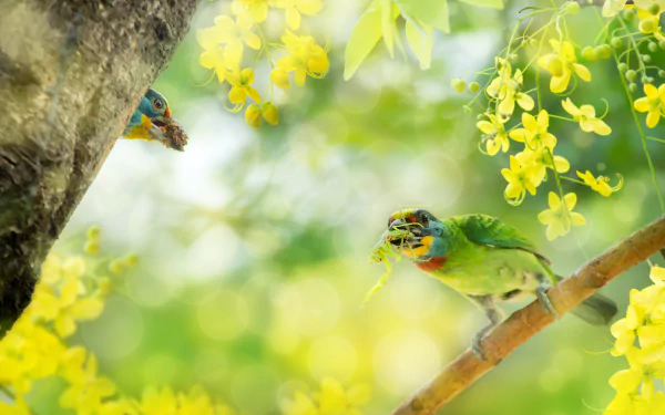 A vibrant HD desktop wallpaper featuring two Black-browed Barbets amidst yellow blossoms with a soft bokeh background, highlighting these colorful birds in nature.