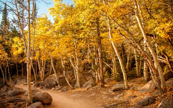 Earth Path Nature Forest Tree Fall Birch HD Wallpaper | Background Image