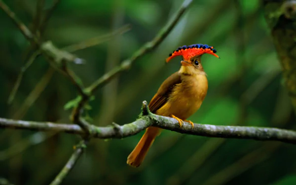 A vibrant flycatcher bird perched on a branch in a lush green forest, captured in high definition for a striking PC desktop wallpaper background.
