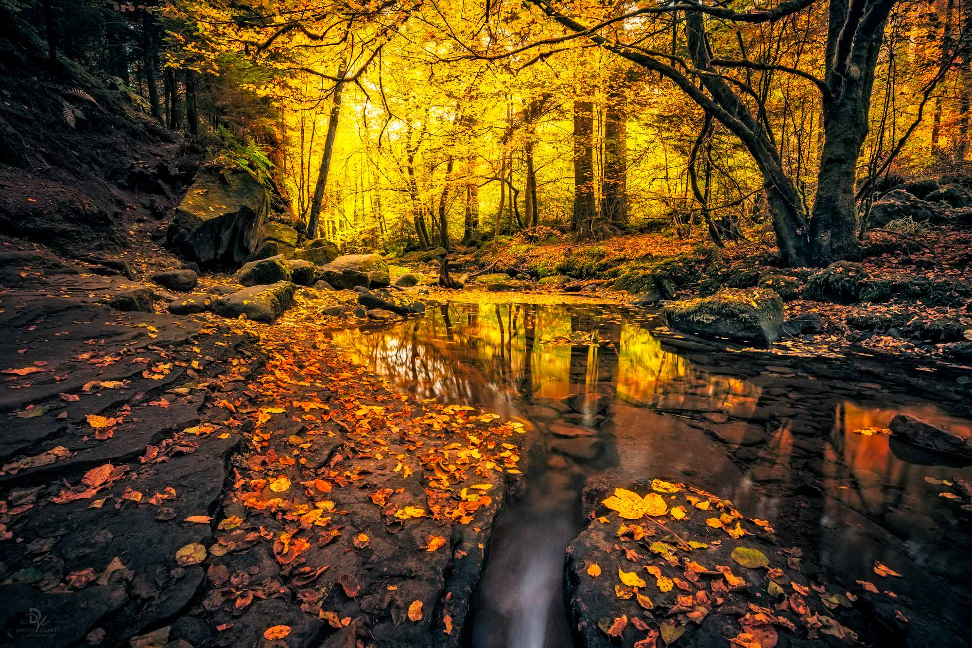 Autumn Forest Stream by Daniel Vogelbacher