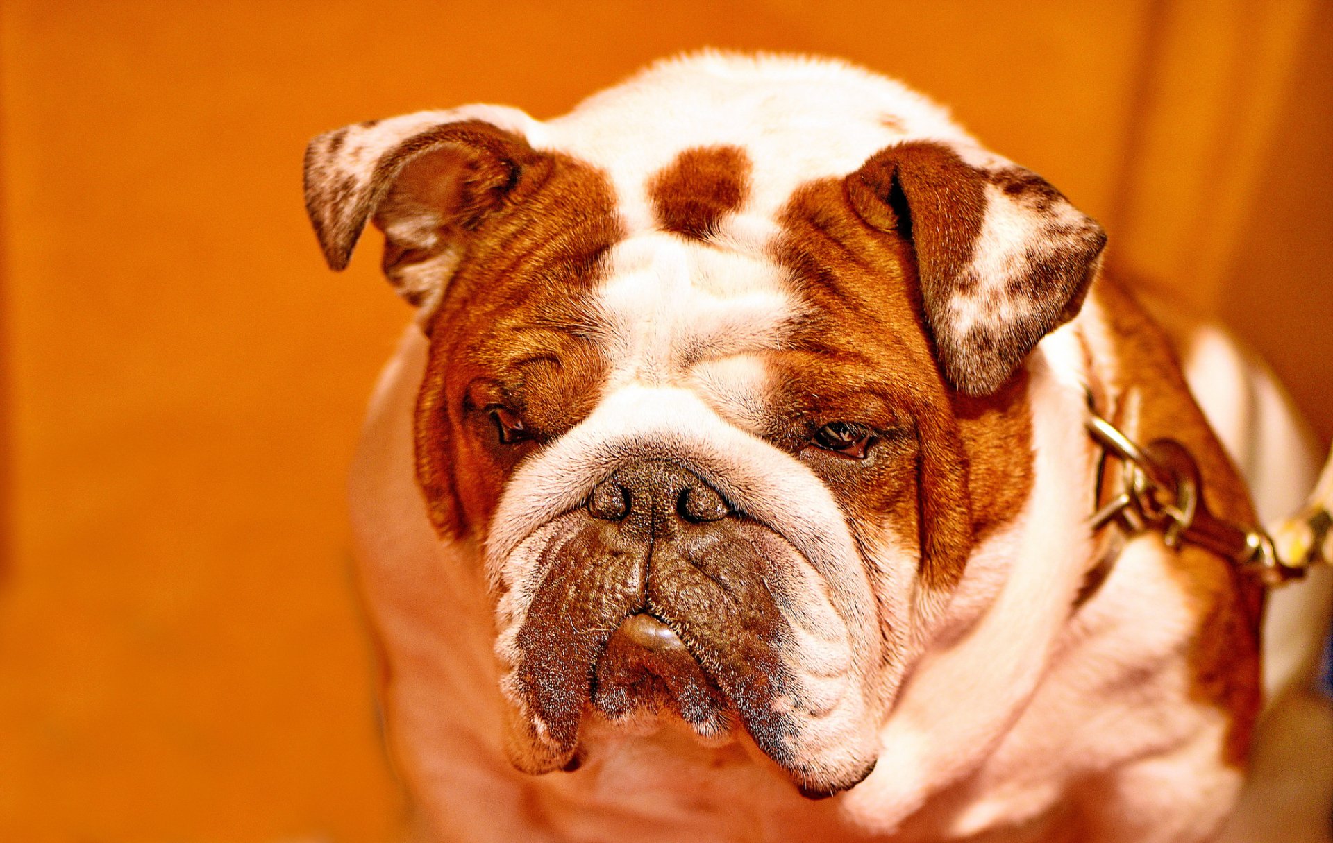 Animal Bulldog HD Wallpaper