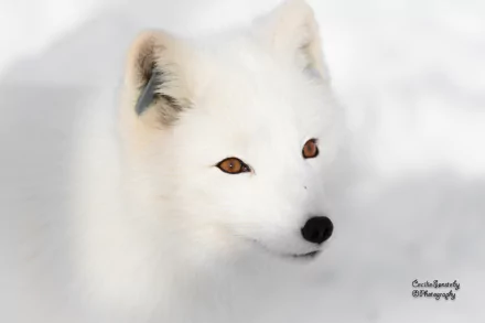 Close-up of a white arctic fox with amber eyes against a snowy background, captured in stunning 4K Ultra HD clarity for a PC desktop wallpaper.