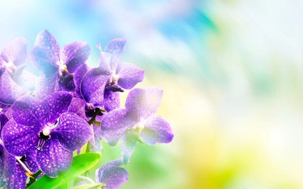 Close-up of vibrant purple orchid flowers in nature, captured in 4K Ultra HD as a stunning PC desktop wallpaper and background.