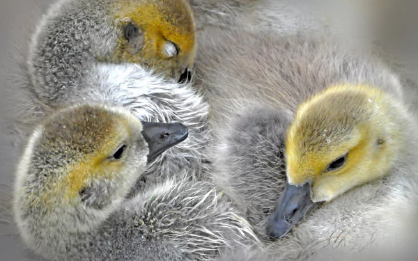 duckling bird Animal duck HD Desktop Wallpaper | Background Image