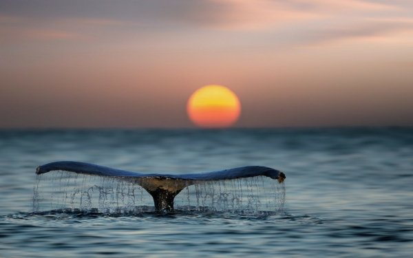 Animal Whale Sunset Ocean Horizon HD Wallpaper | Background Image