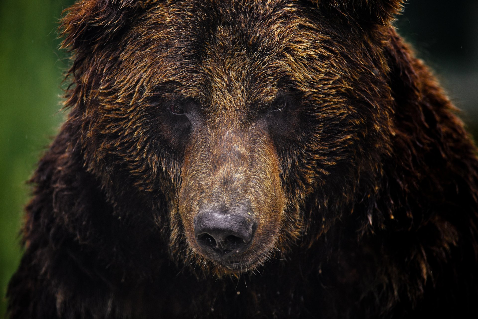 Download Close-up Face Grizzly Bear Animal HD Wallpaper